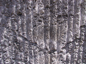 Along a walking tour in Windley Key Fossil Reef Geological State Park, see a cross section of fossilized coral that shows marks of quarrying. 